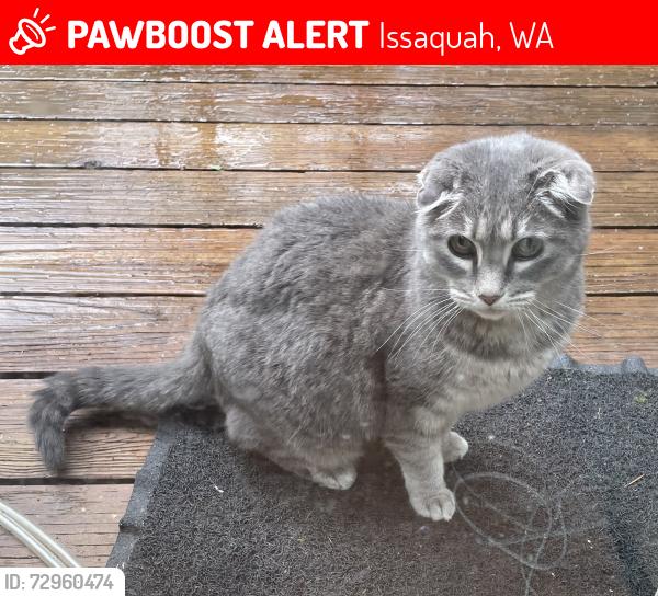 Lost Female Cat last seen Kalmia PL NW and NW Firwood Blvd, Issaquah, WA 98027