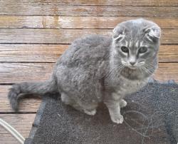 Lost Female Cat last seen Kalmia PL NW and NW Firwood Blvd, Issaquah, WA 98027