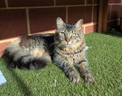 Lost Female Cat last seen Grampians Drive, Expedition Drive, Clarkson, WA 6030