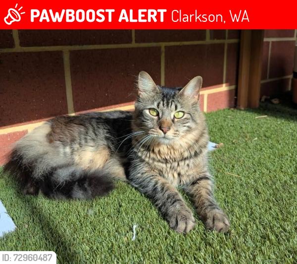 Lost Female Cat last seen Grampians Drive, Expedition Drive, Clarkson, WA 6030