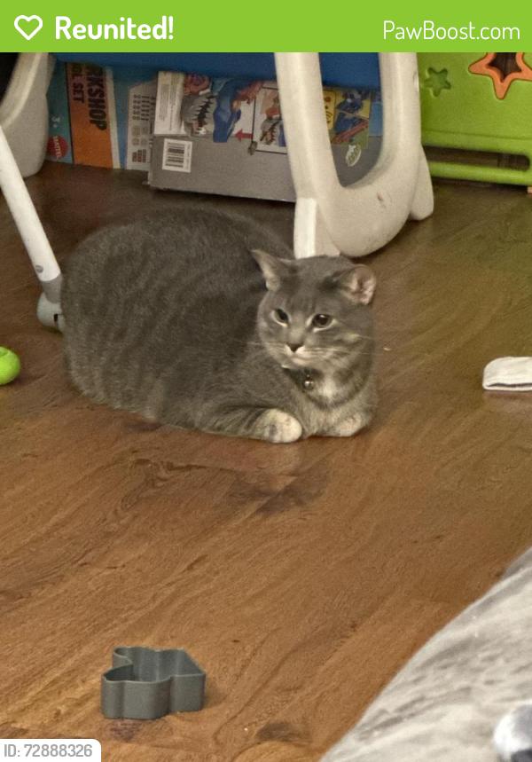 Reunited Male Cat last seen Hilltop ave and blatt, Bradley, IL 60915