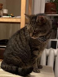 Reunited Female Cat last seen W Chelten Ave & Wissahickon Ave, Philadelphia, PA 19144
