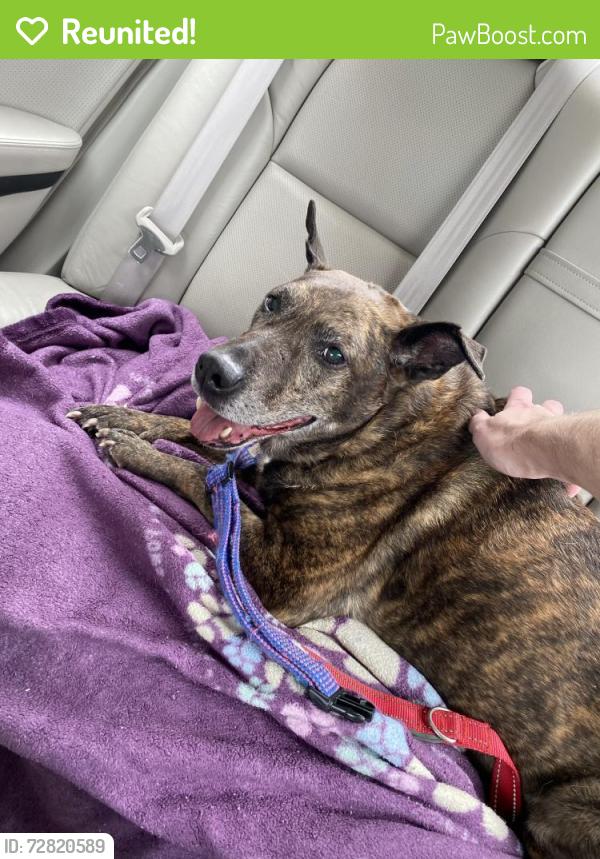 Reunited Female Dog last seen inson Ave , Greenville, NC 27834