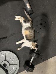 Lost Female Cat last seen East side of troup in the county , Troup, TX 75789
