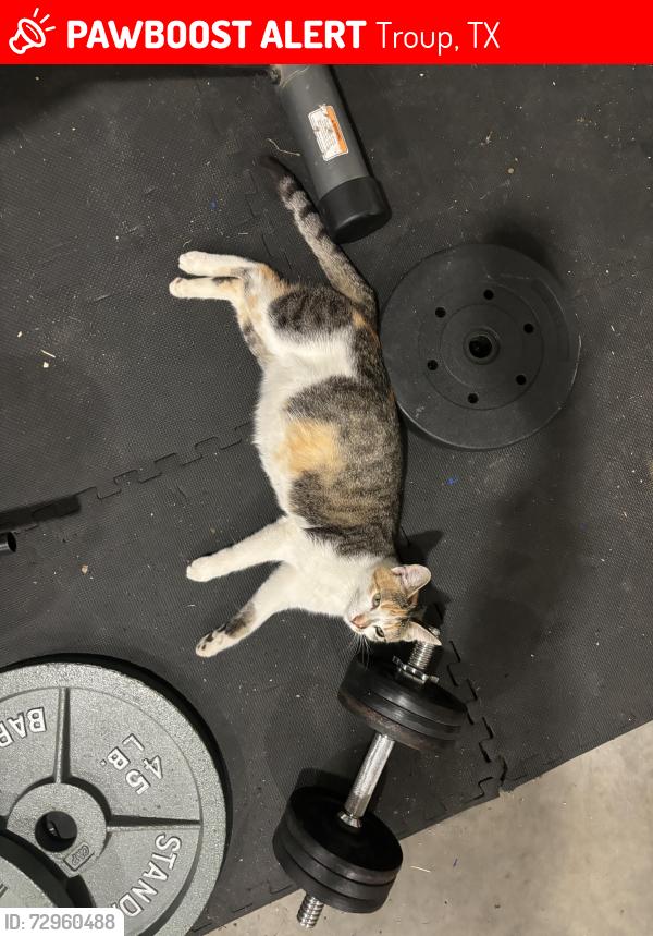 Lost Female Cat last seen East side of troup in the county , Troup, TX 75789