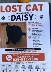 Lost Female Cat last seen Warmlands, Vista, CA 92084