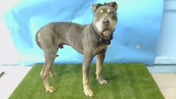 Shelter Stray Male Dog last seen , Gardena, CA 90248