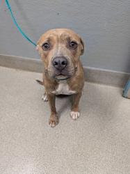 Shelter Stray Male Dog last seen Near BLOCK LIAHONA WAY, LAS VEGAS NV 89121, Las Vegas, NV 89101