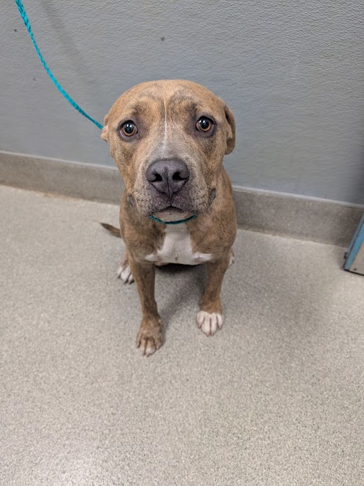 Shelter Stray Male Dog last seen Near BLOCK LIAHONA WAY, LAS VEGAS NV 89121, Las Vegas, NV 89101