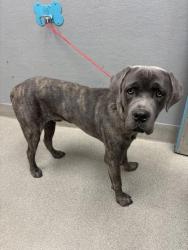 Shelter Stray Male Dog last seen , Las Vegas, NV 89101