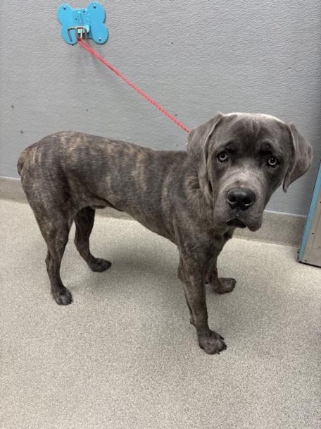 Shelter Stray Male Dog last seen , Las Vegas, NV 89101