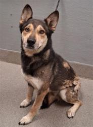 Shelter Stray Male Dog last seen Near BLOCK CLARK PETERSON BLVD, NELLIS AFB NV 89191, Las Vegas, NV 89101
