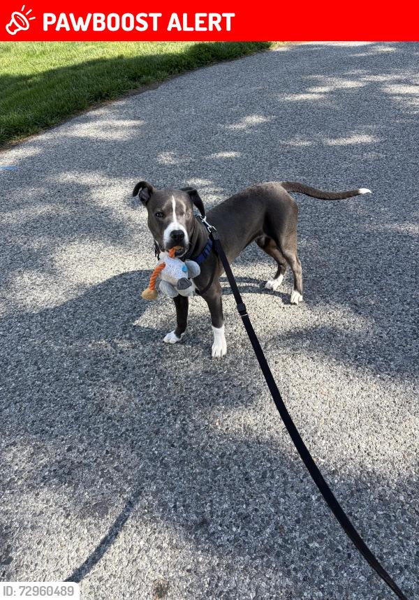 Lost Male Dog last seen W. Jonathan Ct and S. Orchard Ave, East Marlborough Township, PA 19348