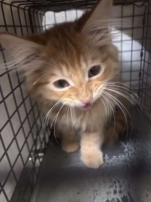 Shelter Stray Male Cat last seen W AZURE DR | CENTENNIAL CENTER BLVD, Las Vegas, NV 89101