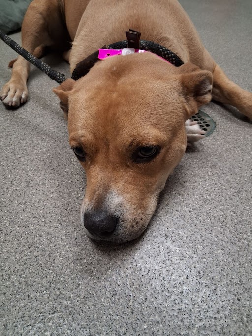 Shelter Stray Female Dog last seen NEW FOREST DR | BEVERLY HILLS DR, Las Vegas, NV 89101