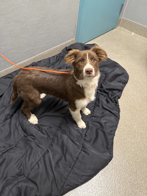 Shelter Stray Male Dog last seen Near BLOCK TABOR AVE, NORTH LAS VEGAS NV 89030, Las Vegas, NV 89101