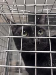 Shelter Stray Male Cat last seen Near BLOCK ROLLING GREEN DR, Las Vegas, NV 89101