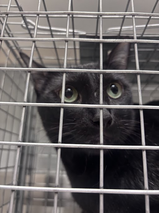 Shelter Stray Male Cat last seen Near BLOCK ROLLING GREEN DR, Las Vegas, NV 89101