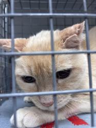 Shelter Stray Female Cat last seen Near BLOCK OF POINT KRISTI CIR, Las Vegas, NV 89101