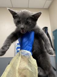 Shelter Stray Male Cat last seen Near BLOCK PEAK VILLA AVE, NORTH LAS VEGAS NV 89031, Las Vegas, NV 89101