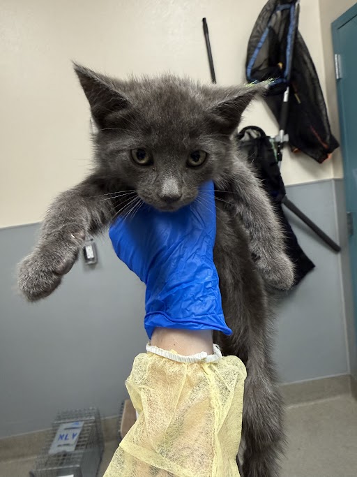 Shelter Stray Male Cat last seen Near BLOCK PEAK VILLA AVE, NORTH LAS VEGAS NV 89031, Las Vegas, NV 89101
