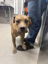 Shelter Stray Male Dog last seen Near BLOCK W ALEXANDER RD, LAS VEGAS NV 89108, Las Vegas, NV 89101