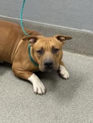 Shelter Stray Male Dog last seen Near BLOCK W ALEXANDER RD, LAS VEGAS NV 89108, Las Vegas, NV 89101