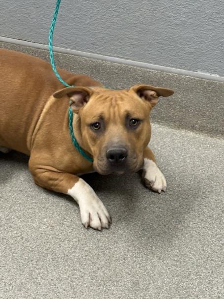 Shelter Stray Male Dog last seen Near BLOCK W ALEXANDER RD, LAS VEGAS NV 89108, Las Vegas, NV 89101