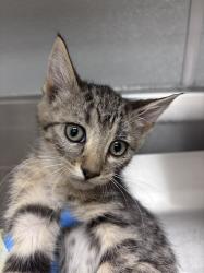 Shelter Stray Female Cat last seen W FLAMINGO RD & CAMERON ST, Las Vegas, NV 89101