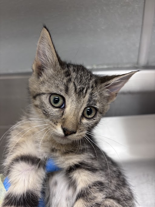 Shelter Stray Female Cat last seen W FLAMINGO RD & CAMERON ST, Las Vegas, NV 89101