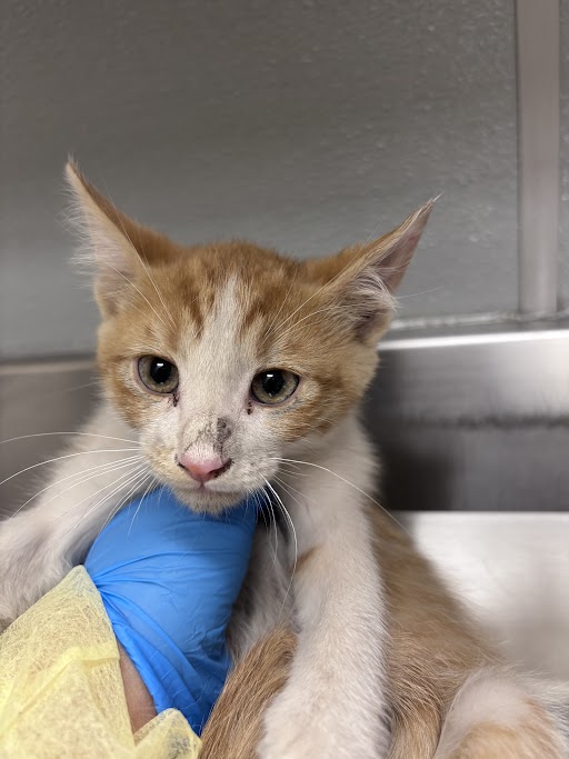 Shelter Stray Male Cat last seen W FLAMINGO RD & CAMERON ST, Las Vegas, NV 89101
