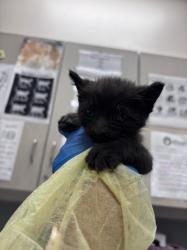 Shelter Stray Male Cat last seen W FLAMINGO RD & CAMERON ST, Las Vegas, NV 89101