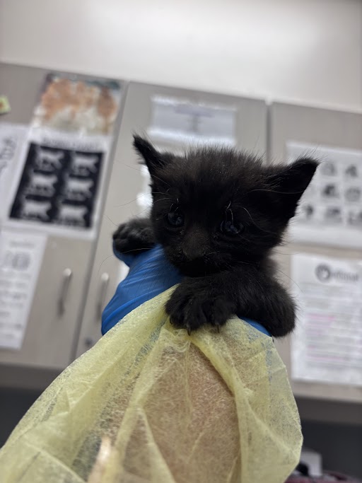 Shelter Stray Male Cat last seen W FLAMINGO RD & CAMERON ST, Las Vegas, NV 89101