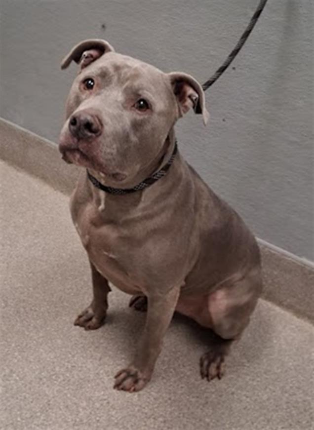 Shelter Stray Male Dog last seen ST ROSE PKWY & BERMUDA RD, Las Vegas, NV 89101