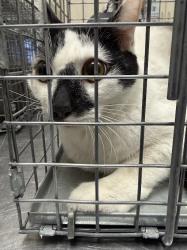 Shelter Stray Female Cat last seen Near BLOCK E CENTENNIAL PKWY, NORTH LAS VEGAS NV 89084, Las Vegas, NV 89101