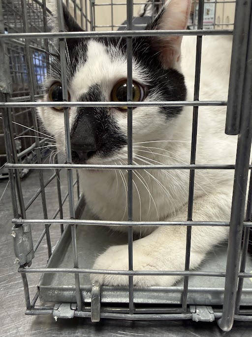 Shelter Stray Female Cat last seen Near BLOCK E CENTENNIAL PKWY, NORTH LAS VEGAS NV 89084, Las Vegas, NV 89101