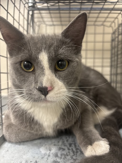 Shelter Stray Male Cat last seen Near BLOCK BUBBLING BROOK DR, LAS VEGAS NV 89107, Las Vegas, NV 89101