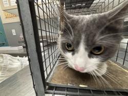 Shelter Stray Male Cat last seen Near BLOCK OF QUARTERHORSE LN, Las Vegas, NV 89101