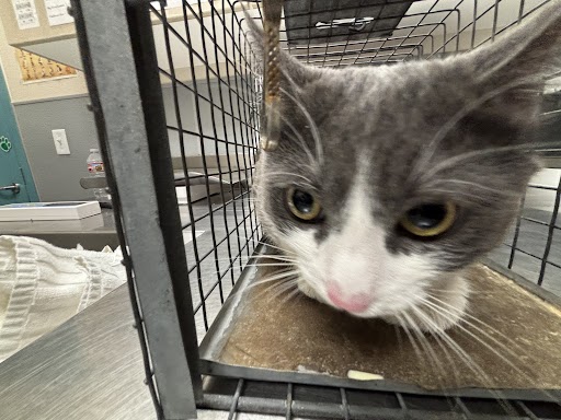 Shelter Stray Male Cat last seen Near BLOCK OF QUARTERHORSE LN, Las Vegas, NV 89101