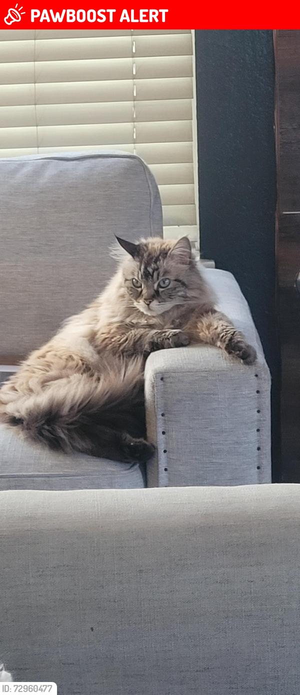 Lost Male Cat last seen Stonecrest Dr, Rancho Cucamonga, CA 91730