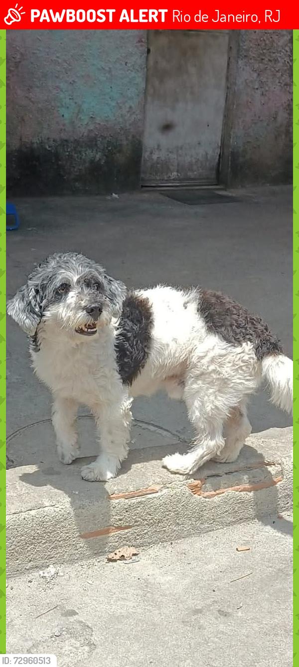 Lost Male Dog last seen Píer mauá , Rio de Janeiro, RJ 