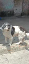 Lost Male Dog last seen Píer mauá , Rio de Janeiro, RJ 