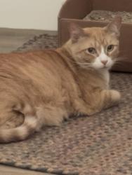 Lost Female Cat last seen Clarkson & Girard Englewood, Englewood, CO 80113