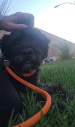 Found/Stray Unknown Dog last seen Eagle Creek Neighborhood -Tropical and Banfield, Las Vegas, NV 89130