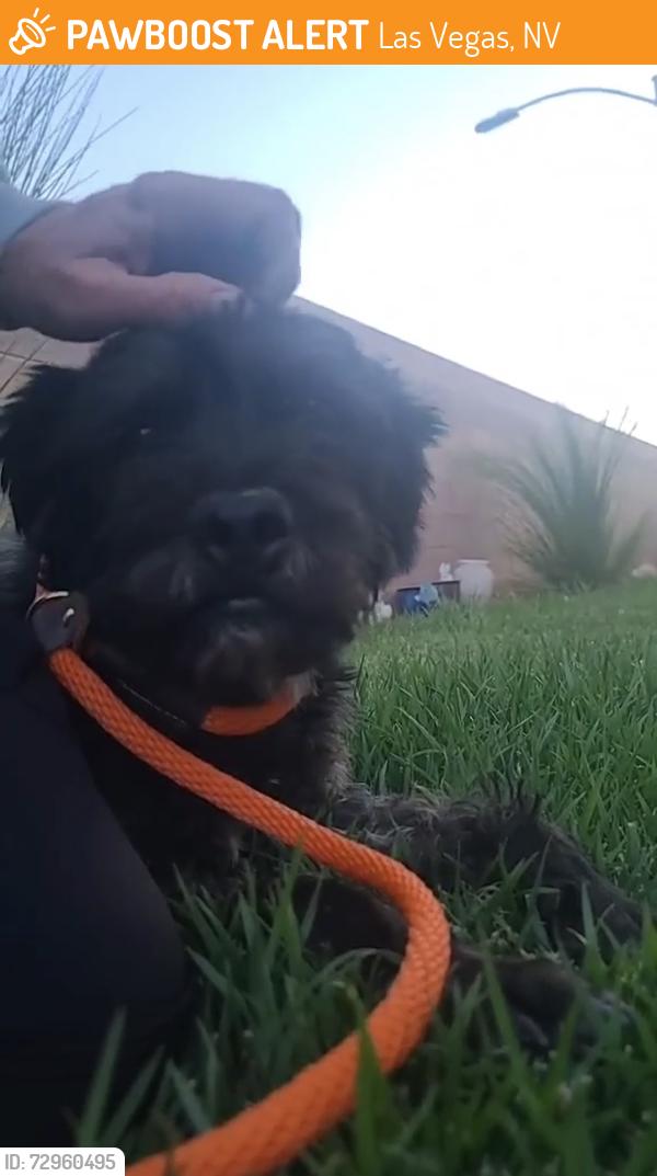 Found/Stray Unknown Dog last seen Eagle Creek Neighborhood -Tropical and Banfield, Las Vegas, NV 89130