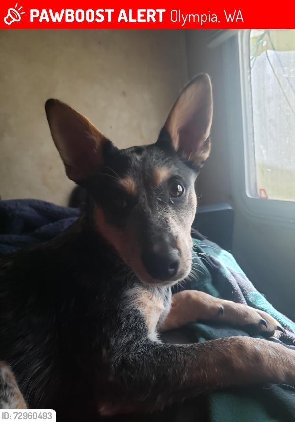 Lost Female Dog last seen Columbia , Olympia, WA 98501