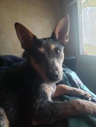 Lost Female Dog last seen Columbia , Olympia, WA 98501