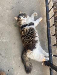 Lost Female Cat last seen Kenwood Road, Cincinnati, OH 45242