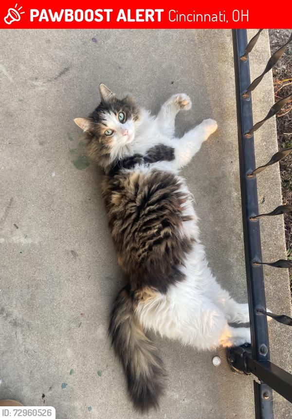 Lost Female Cat last seen Kenwood Road, Cincinnati, OH 45242