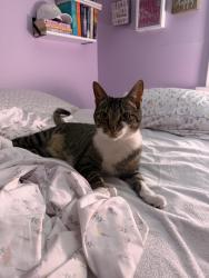 Reunited Female Cat last seen Black swift/woodland East norriton , East Norriton Township, PA 19403